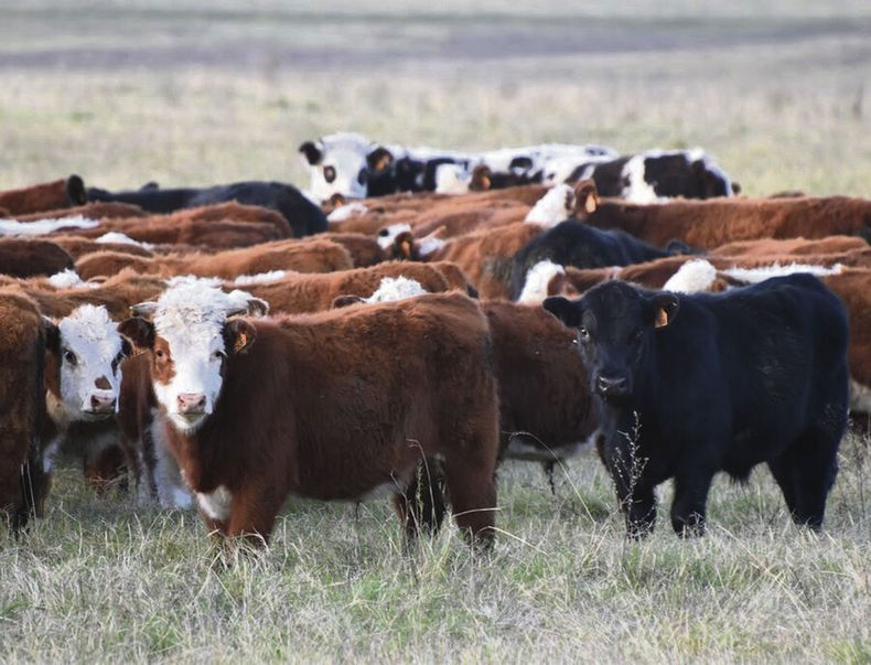 El rodeo bovino de Uruguay mantuvo cierta estabilidad en las últimas décadas, ubicándose en unos 12 millones de cabezas. Foto: Revista Verde