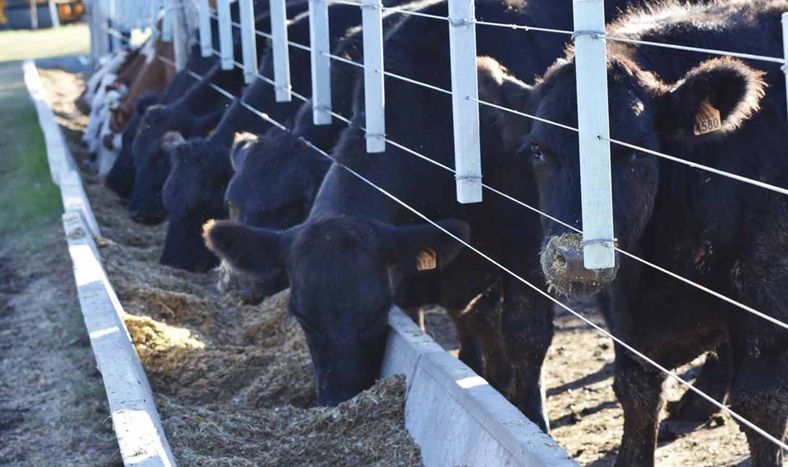 Año a año se utilizan dietas más intensas, con menos niveles de fibra, para llegar a las mejores conversiones