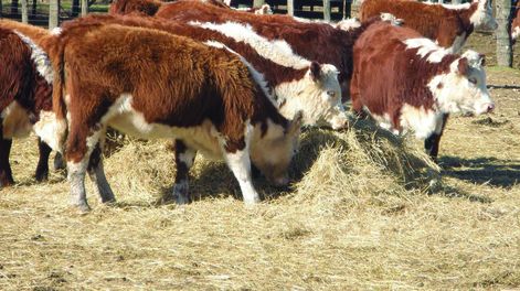 La sequía de 2022-2023 en Uruguay causó pérdidas estimadas en casi US$ 2.000 millones, redujo drásticamente el PBI y agotó las reservas de agua potable.