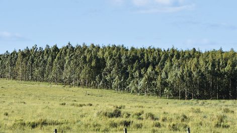 El vicepresidente de la Cámara Uruguaya de Inmuebles Rurales, Rodolfo Victorica, dijo a Agro de Búsqueda que “han venido y están viniendo brasileños por un contexto político” en su país vinculado a “temas impositivos”.