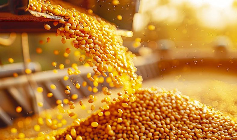 Los rendimientos de las primeras cosechas de soja son entre “buenos y muy buenos”, &nbsp;pero los precios están lejos de los que se habían proyectado