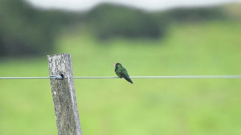 Presentaron trabajos sobre huella de carbono y agroecología financiados con cooperación del BID