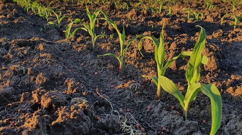 Si bien la chicharrita genera problemas, hay que aprender de las regiones que conviven con ella, dijo Carmona