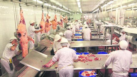 La actividad en los frigoríficos ganó dinamismo, debido a la creciente demanda china. Foto: Nicolás Der Agopián / Búsqueda