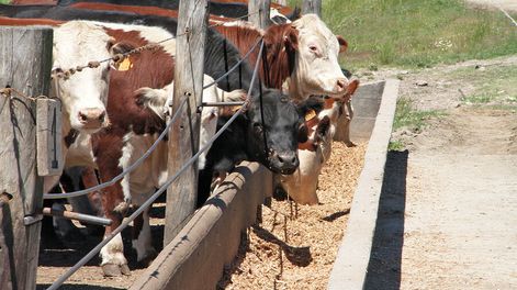 imagen de Uruguay intenta afianzar la exportación de carne a Alemania,  mercado en el que surgen cuestionamientos al bienestar animal