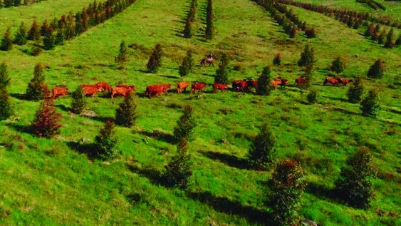 Desde Susilvo subrayan que no es lo mismo tener vacas en plantaciones forestales con fines industriales que tener un sistema silvopastoril. Desde Susilvo subrayan que no es lo mismo tener vacas en plantaciones forestales con fines industriales que tener un sistema silvopastoril.