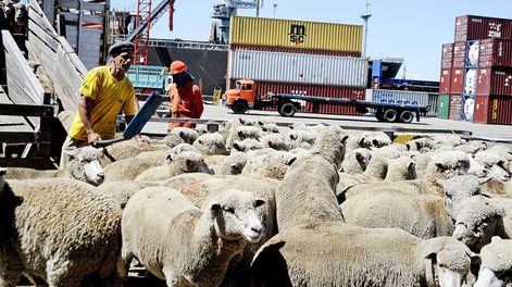 Ovinos embarcados para su exportación desde el puerto de Montevideo. Foto: Javier Calvelo, adhocFOTOS