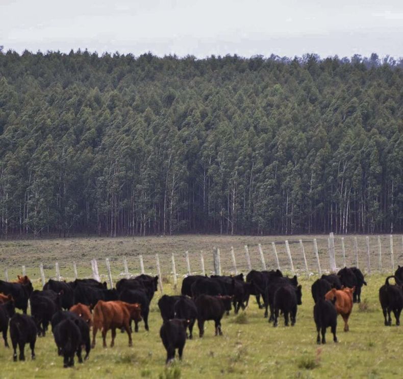 Buffa sugirió que la métrica GWP sería la mejor forma de medir las emisiones de metano en Uruguay, ya que la GWP100 podría estar sobreestimándolos