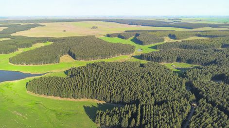 imagen de Las empresas forestales juegan fuerte en el mercado de tierras en Uruguay