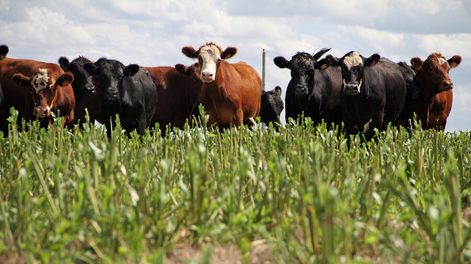 Búsqueda | Uno de los principales focos del país estará en la transformación de los sistemas productivos. Foto: Nicolás Der Agopián / Búsqueda