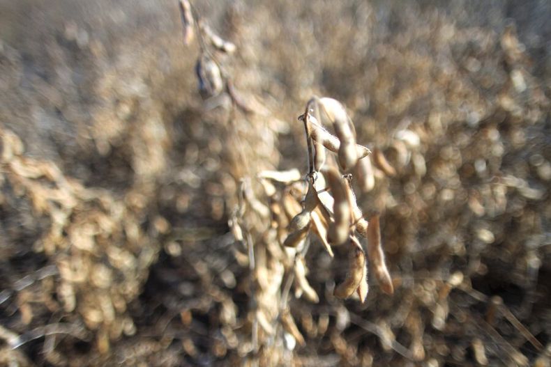 El principal cultivo agrícola de Uruguay es la soja transgénica, que abarca casi un millón de hectáreas. Foto: Nicolás Der Agopián / Búsqueda