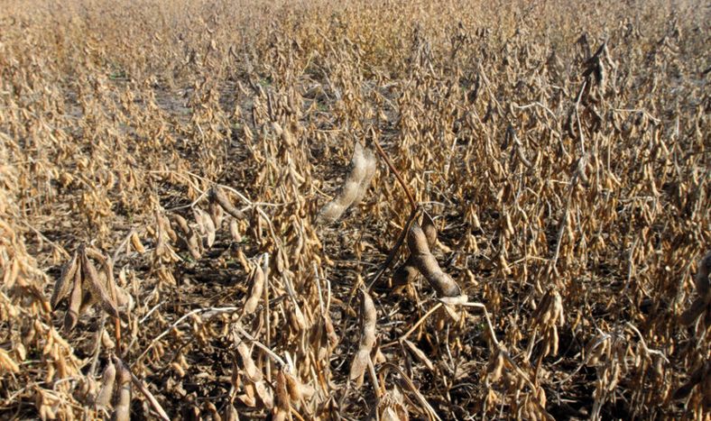 imagen de Indefinición del gobierno en autorización de nuevos eventos transgénicos genera “gran preocupación” en empresas semilleristas