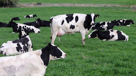 Foto: Nicolás Celaya / adhocFOTOS