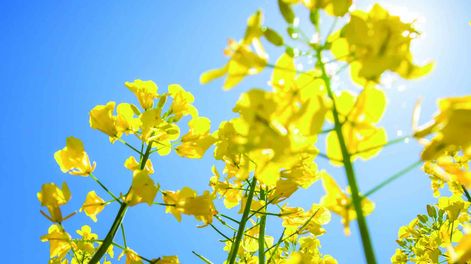 En la segunda quincena de junio Uruguay exportó 5.000 toneladas de aceite de colza a Países Bajos