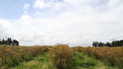 imagen de Europeos reducen agroquímicos  por considerarlos peligrosos