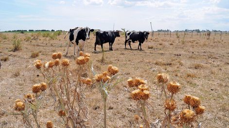 Foto: Ricardo Antúnez / adhocFOTOS