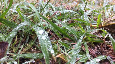 imagen de Químicos detectaron la presencia de pesticidas en agua de lluvia por primera vez en Uruguay; hay insecticidas y un fungicida