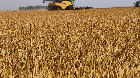 imagen de En un nuevo año de racha negativa, el sector arrocero espera la próxima primavera con las represas llenas