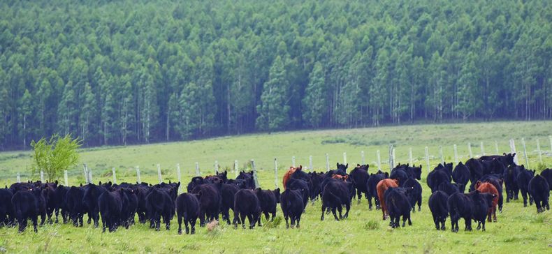 Se pretende que este fideicomiso Salud Animal tendrá como objeto el financiamiento de programas para la erradicación y/o control de enfermedades en todo el territorio nacional.