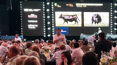 El remate fue una fiesta de la raza, que convocó a criadores de todo el Uruguay y también de países vecinos