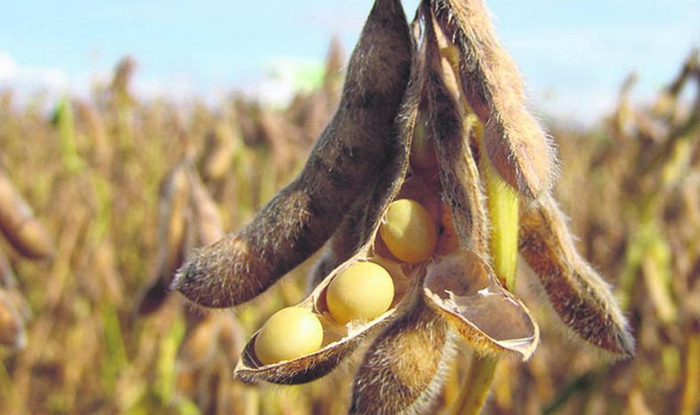 El rendimiento promedio de la soja en la zafra 2024-2025 fue de 3.121 kilos por hectárea, según DIEA