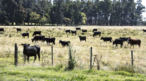 Hay casi 60 millones de vacunos pastoreando en unas 45 millones de hectáreas en los campos del Río de la Plata, según INIA. Foto: Nicolás Der Agopián / Búsqueda