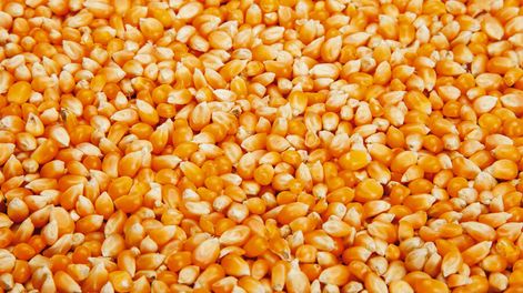 Uruguay suele importar entre 300.000 y 400.000 toneladas de maíz cada año. Foto: Revista Agro