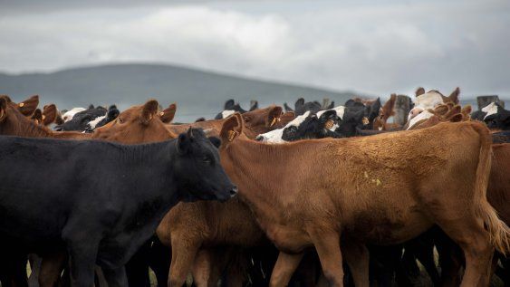 ARU pidió que las sanciones sean económicas, pero que no se impida a los productores vender su ganado. ARU pidió que las sanciones sean económicas, pero que no se impida a los productores vender su ganado.