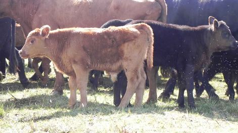 El USDA proyecta una exportación en pie gradualmente creciente, que llegaría el año próximo a 300.000 cabezas