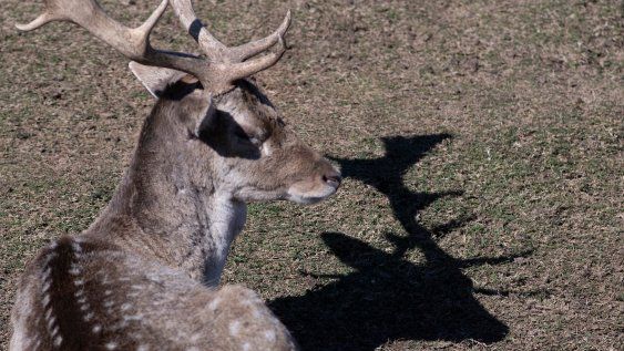 Ciervo axis, en el parque Lecocq Ciervo axis, en el parque Lecocq