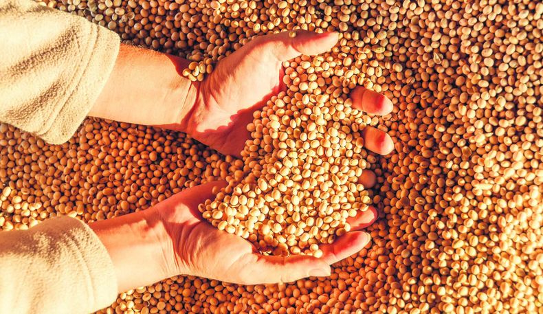 China notificó a Uruguay por incumplimientos fitosanitarios en aproximadamente 80% de los embarques de soja, por presencia de malezas&nbsp; cuarentenarias.