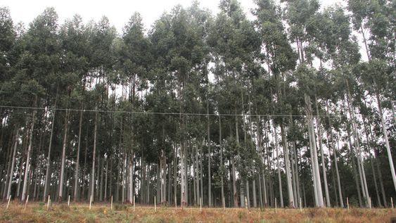 imagen de INIA lanzó aplicaciones para teléfonos inteligentes que acercan la información y aportan herramientas en clima y sanidad forestal