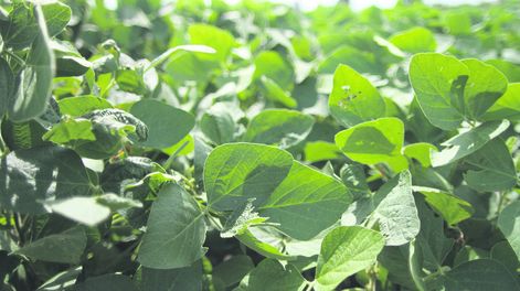 imagen de El valor bruto de producción de los granos oleaginosos aumentó  70% este año y superó los US$ 1.000 millones, según consultora