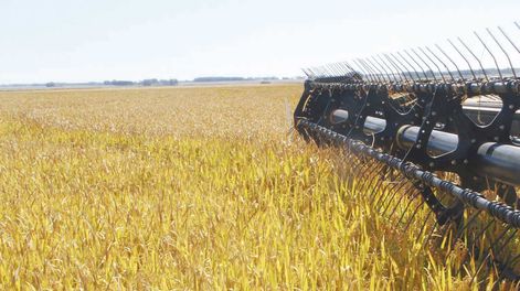 La producción total estimada ronda los 1,473 millones de toneladas, algo inferior a los 1,7 millones de toneladas de la zafra anterior.