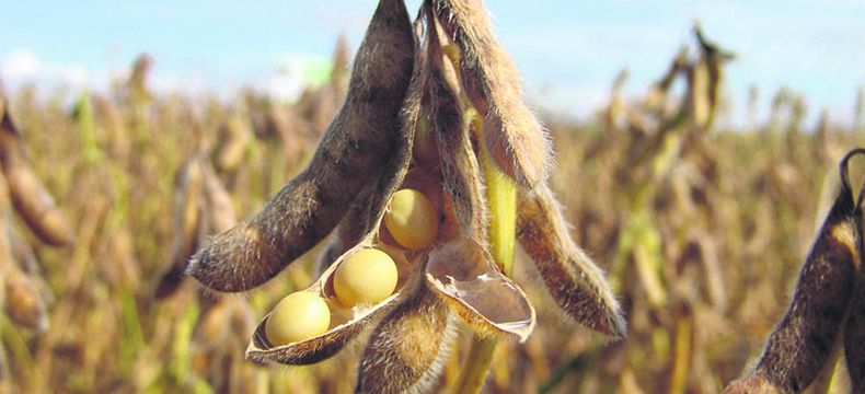 El rendimiento promedio de la soja en la zafra 2024-2025 fue de 3.121 kilos por hectárea, según DIEA