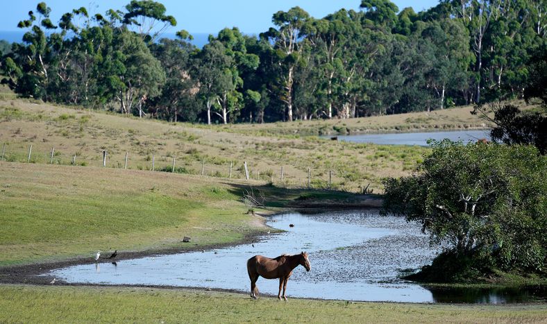 Área protegida Laguna de Rocha, en Rocha, Uruguay