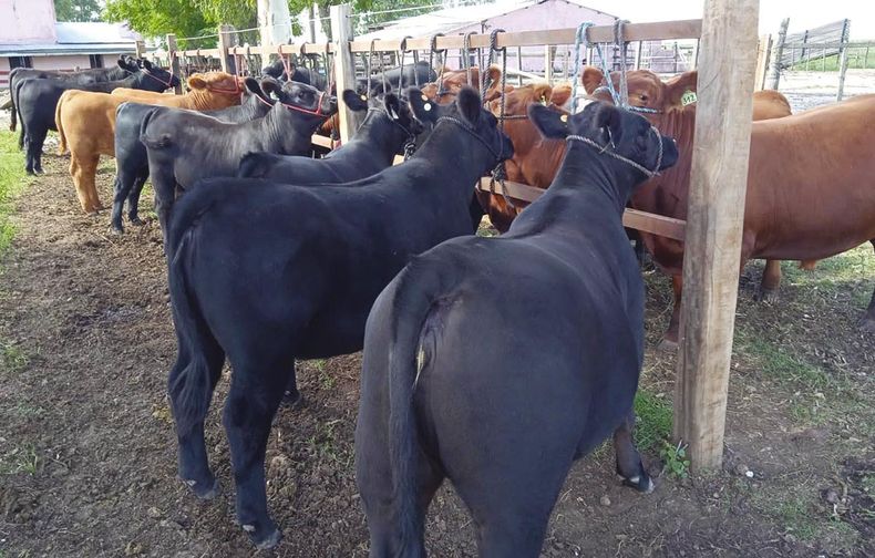 En El Ceibo se están preparando 65 reproductores para la próxima Expo Prado