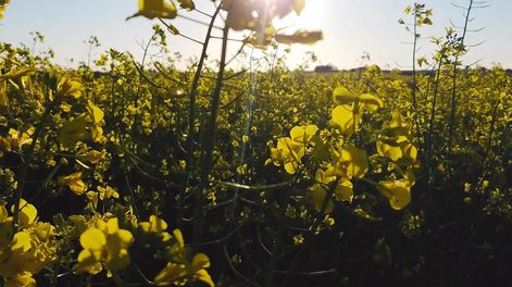 El agro es un negocio de energía solar a la que se le agrega valor