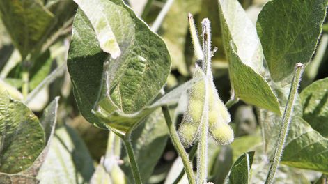imagen de En busca de mayor rentabilidad, empresarios uruguayos van  a plantar soja a Paraguay, donde ya producen arroz y carne