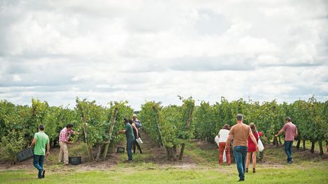 Búsqueda | Fotos: Adrián Echeverriaga