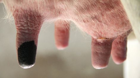 imagen de Aumentan empresas lecheras con intención de traer robots para sus establecimientos; la llegada de la tecnología se concretará en 2015