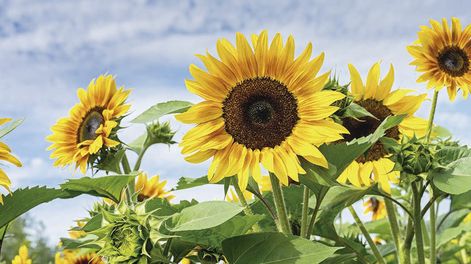 El sector privado estima que el área de girasol en Uruguay se ubica entre 30.000 y 35.000 hectáreas.