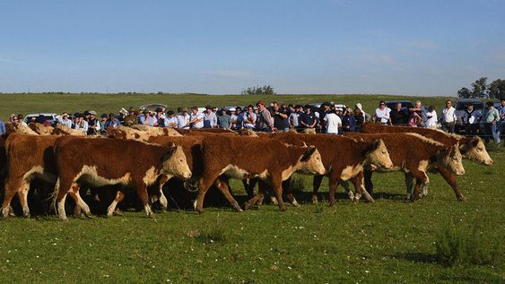 Visita al establecimiento La Tapera, de Ivañez, en Rivera. (Foto: SCHU) Visita al establecimiento La Tapera, de Ivañez, en Rivera. (Foto: SCHU)