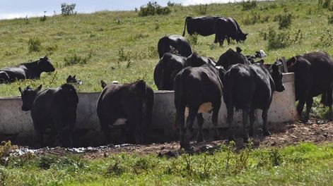 La ganadería regenerativa consiste en divisiones, con agua en la parcela y 5% de forestación, como cortina de sombra y abrigo