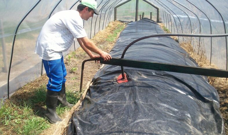 Trabajo en biodigestores. Foto: ppduruguay