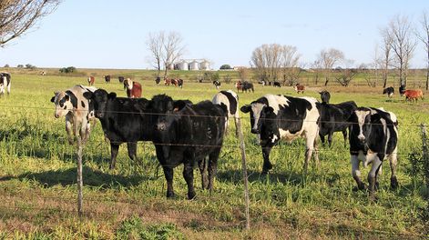 La ”fiesta” de precios ganaderos tuvo un “colado”: los costos . Foto: Nicolás Der Agopián / Búsqueda