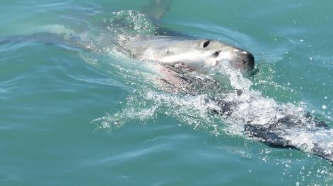 Búsqueda | Existen cerca de 543 especies de tiburones, 45 están presentes en Uruguay.