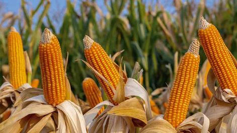 El maíz es por lejos, y cada vez más, el grano más producido y consumido en el planeta