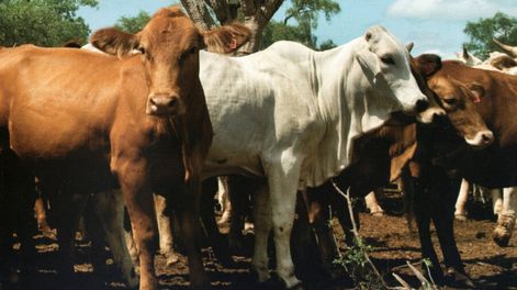 imagen de Uruguayos poseen en Paraguay un área agropecuaria como la de Salto