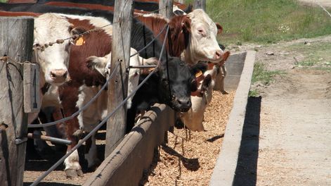 El alza en los precios de los granos encarece la alimentación del ganado en los corrales. Foto: Nicolás Der Agopián